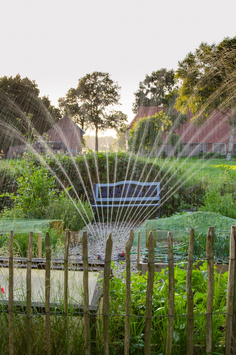 A peaceful garden scene with crops being irrigated by a sprinkler system during daylight.